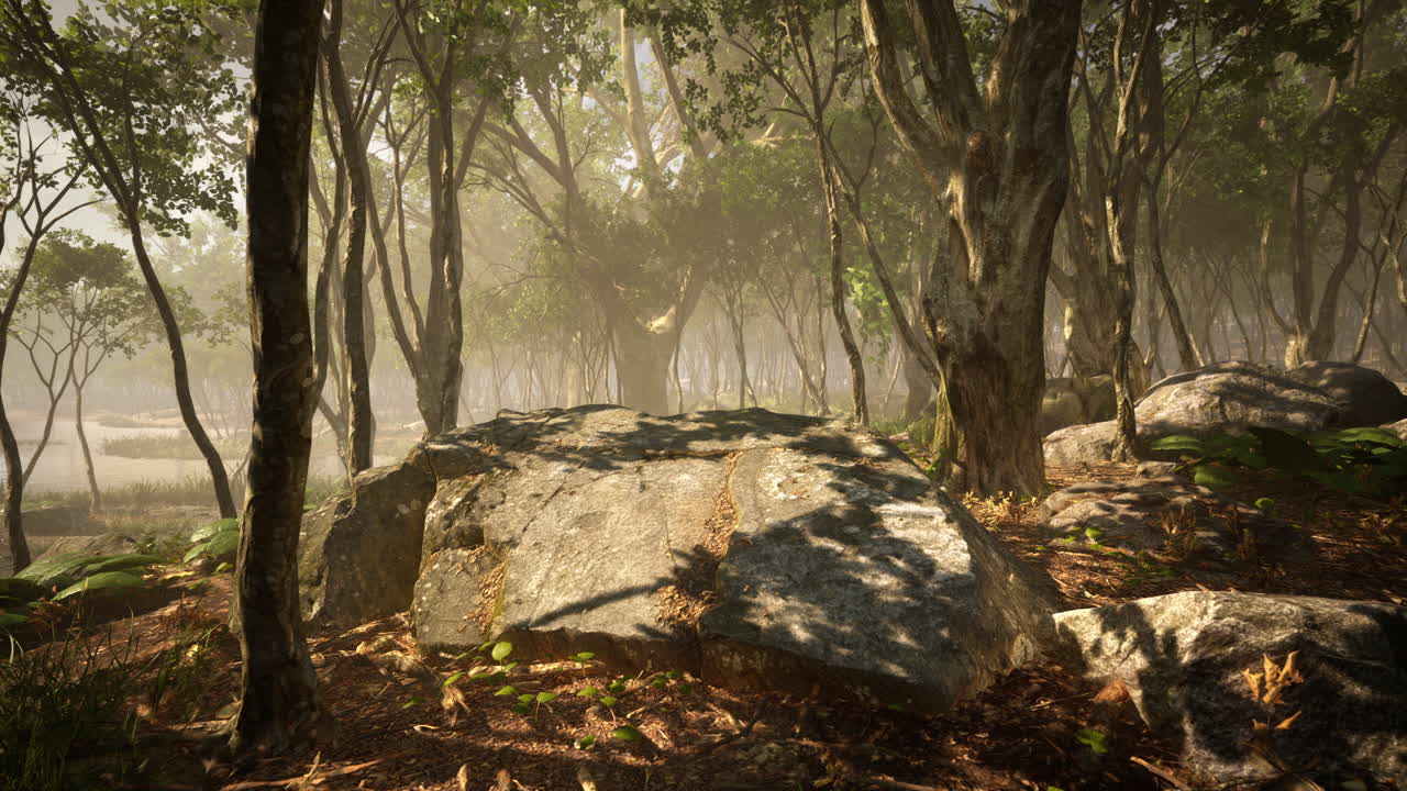 árboles boscosos iluminados por la luz dorada del sol