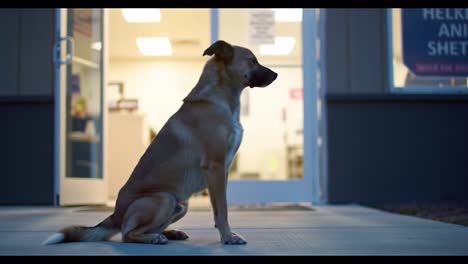 a curious dog observes from the outside, eagerly waiting and hoping for a chance to enter the building, capturing a moment of anticipation and innocence