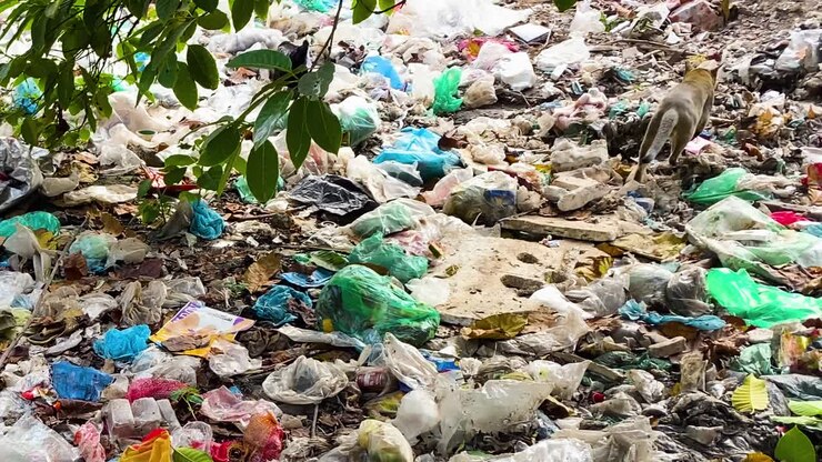 Gatto e gallina che cercano cibo su cumuli di rifiuti di plastica