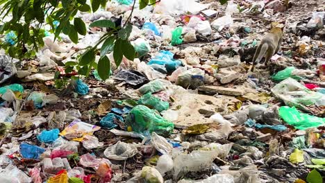 Cat-and-Chicken-Looking-for-Food-on-Heaps-of-Plastic-Waste