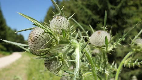 Gran-Planta-De-Cardo-Lanudo-Blanco-Con-Muchos-Capullos-Ondeando-En-El-Viento-En-El-Bosque-Negro,-Alemania---Cerrar