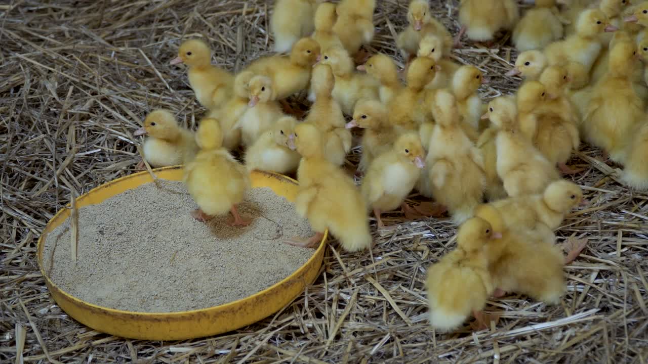 pequeños patitos en una granja avícola