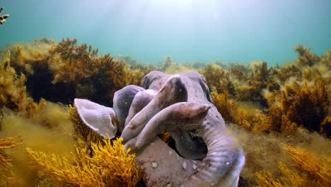 Riesige-Australische-Tintenfische-Sepia-Apama-Migration-Whyalla-Südaustralien-4k-Zeitlupe,-Paarung,-Eier-Legen,-Kämpfen,-Aggregation,-Unter-Wasser