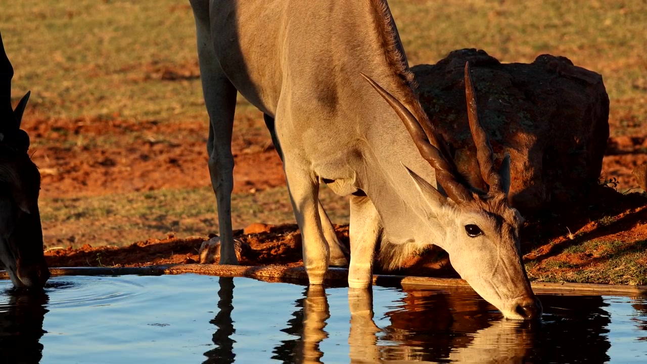 Højt vinkelbillede af eland-antilope, der drikker ved solnedgang, reflekterende gyldent lys