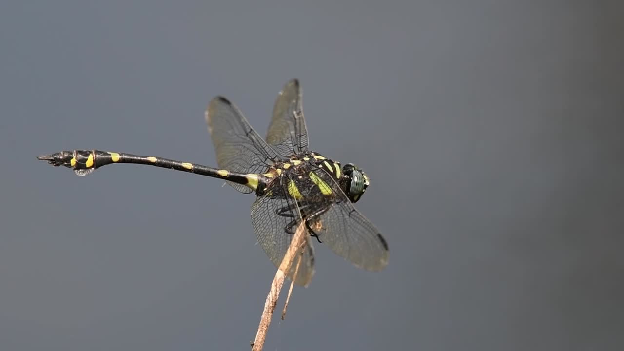 mirando hacia la derecha mientras se balancea contra el viento, cola de brida común, ictinogomphus decoratus, parque nacional kaeng krachan, patrimonio mundial de la unesco, tailandia