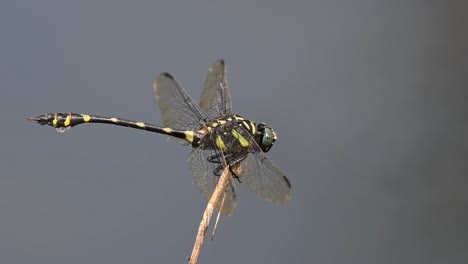 facing towards the right while balancing against the wind, common flangetail, ictinogomphus decoratus, kaeng krachan national park, unesco world heritage, thailand