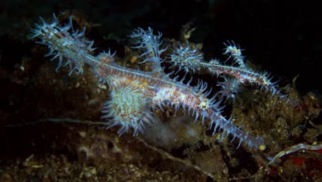 peixe-cachimbo fantasma ornamentado solenostomus paradoxus adulto e juvenil estreito de lembeh indonésia 4k 25fps