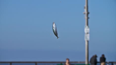 peces vivos en una línea de pesca