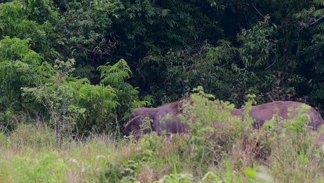 The-Asiatic-Elephants-are-endangered-species-and-they-are-also-residents-of-Thailand