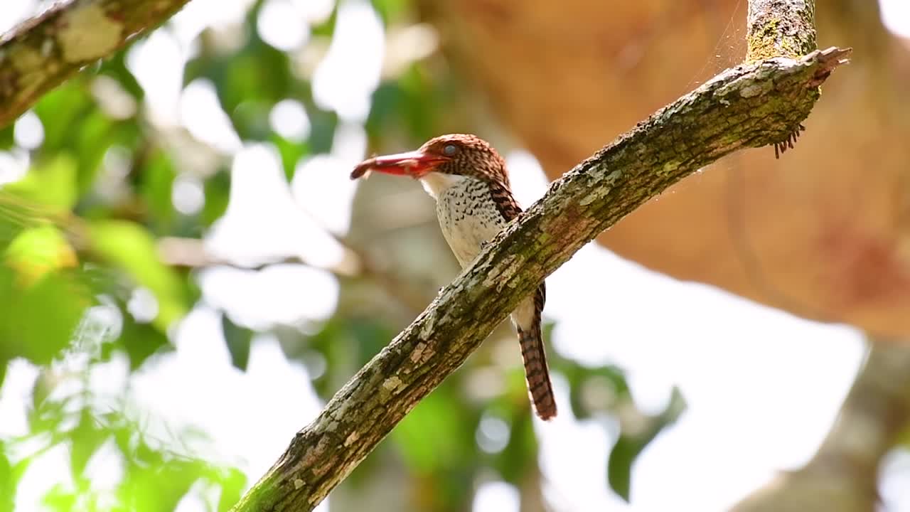 un martín pescador de árboles y una de las aves más hermosas que se encuentran en tailandia dentro de las selvas tropicales