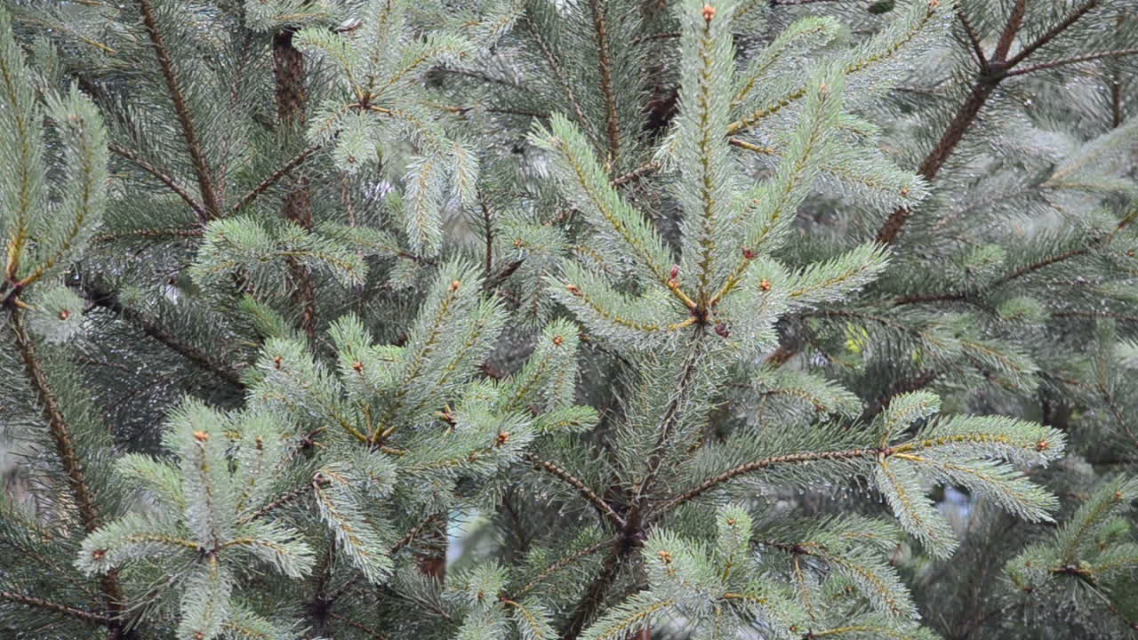 Fir-tree and rain. Rain shooting