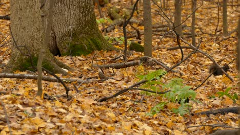 wildlife in fall season - squirrels in forest looking for nuts in autumnal leaves, static view
