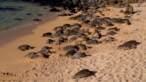 resting wild honu giant hawaiian green sea turtles on the sandy beach at hookipa beach park, maui hawaii