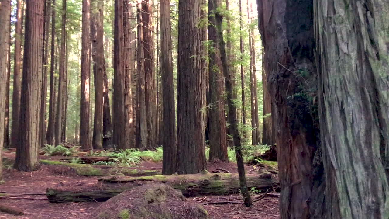 Lund med kaliforniske redwoodtrær, et område som kalles Avenue of the Giants