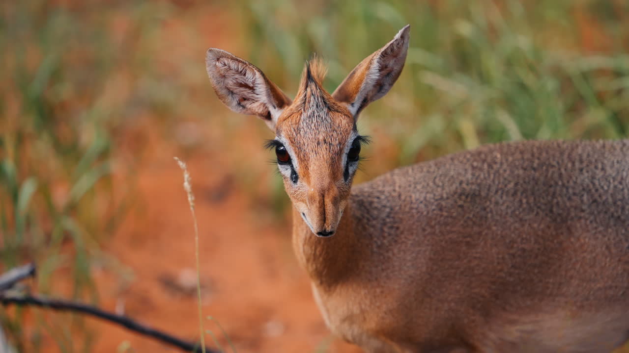 Small Antelope in African Savanna