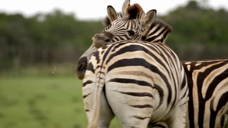 a violent confrontation between two zebra stallions with the aggressor biting and chasing the other