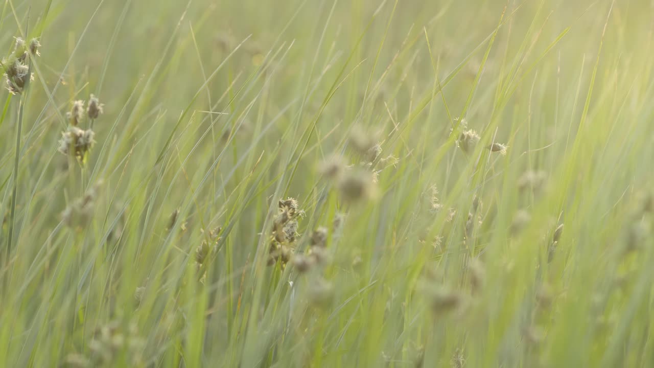 오후에 잔디에 바람이 불고 있습니다.