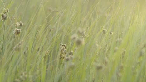 Wind-blowing-on-the-grass-in-the-afternoon