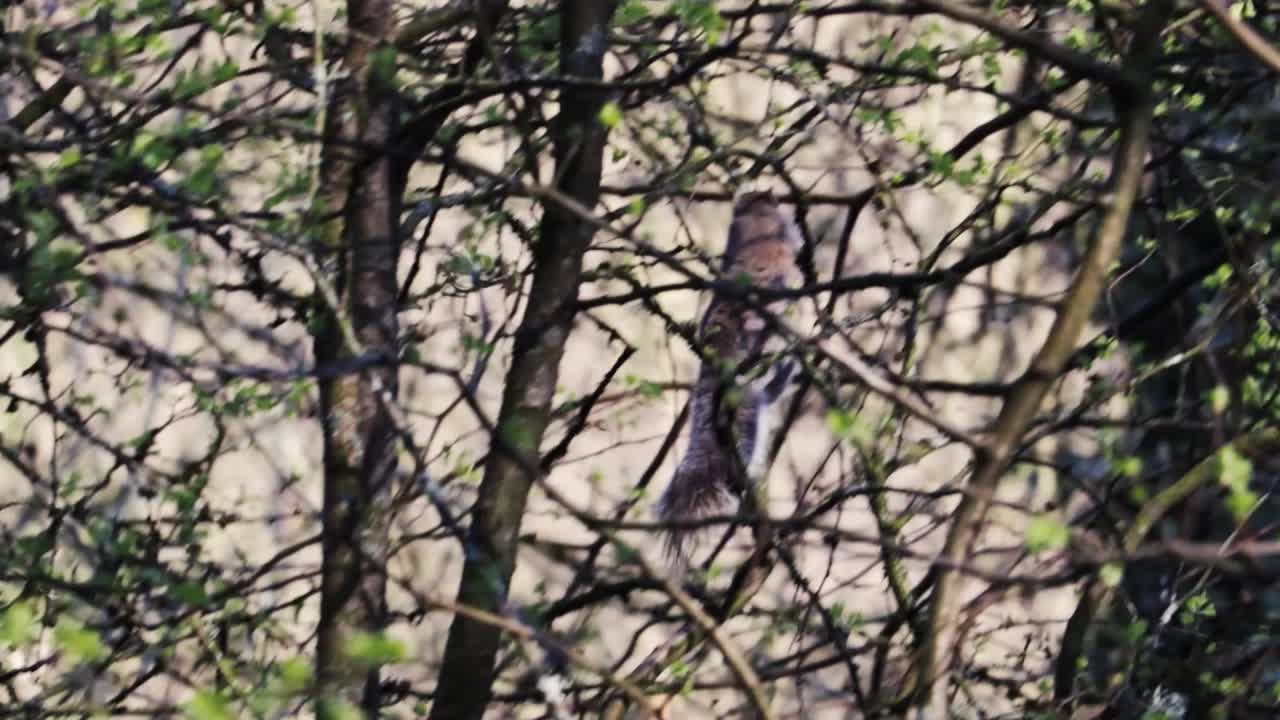 ardilla británica trepando por un árbol sobre un río-1
