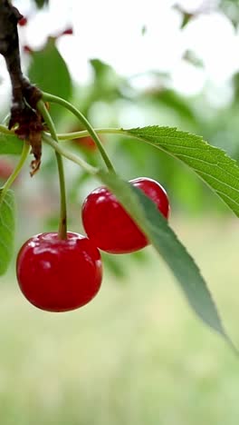 red and sweet cherries on a branch slow motion