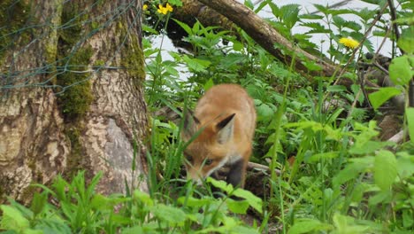 Cute-red-fox-cub-stands-in-the-grass-and-looks-at-the-camera