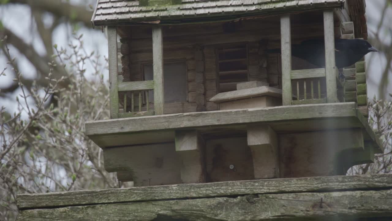 나무 새집 모이통에서 날아가는 붉은 날개 블랙버드