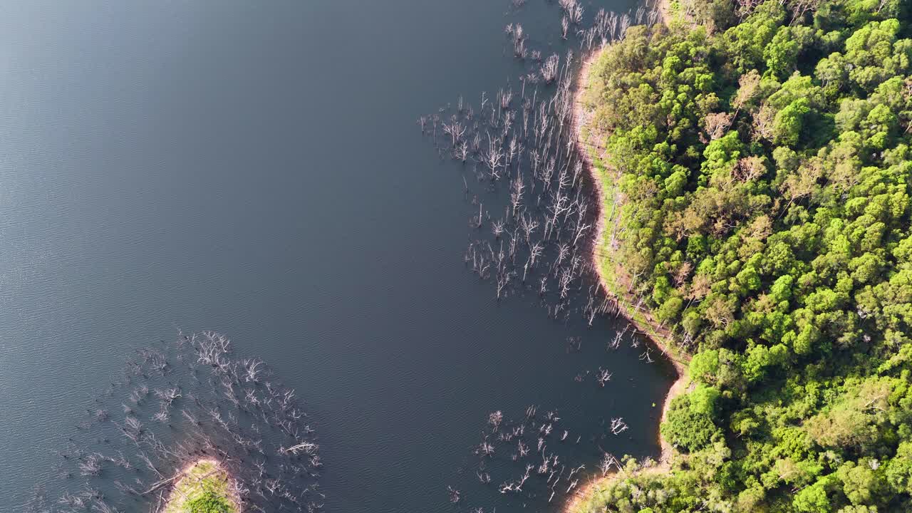 Aerial View of Lake with Dead Trees and Forest