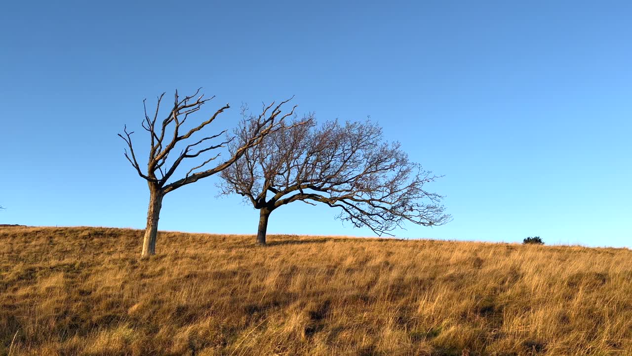 Two leafless trees one dead dual color aesthetic Dry grass field with slomo pan blue clear sky autumn track 4k 30fps climate change desert environment future dystopia beauty dreamy complementary pair