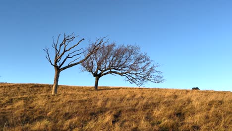 Dos-árboles-Sin-Hojas-Uno-Muerto-Color-Dual-Estético-Campo-De-Hierba-Seca-Con-Slomo-Pan-Azul-Cielo-Despejado-Pista-De-Otoño-4k-30-Fps-Cambio-Climático-Ambiente-Desértico-Futuro-Distopía-Belleza-Soñador-Par-Complementario