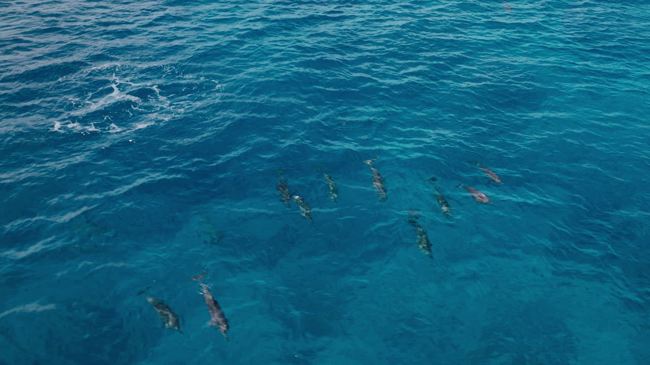 Dolphins slowly circling in deep blue sea near Maldives coral reef, dolphins leap and spin near surface in shining water