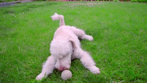 Playful-dog-running-away-from-ball.-White-labradoodle-running-grass.-Dog-with-toy