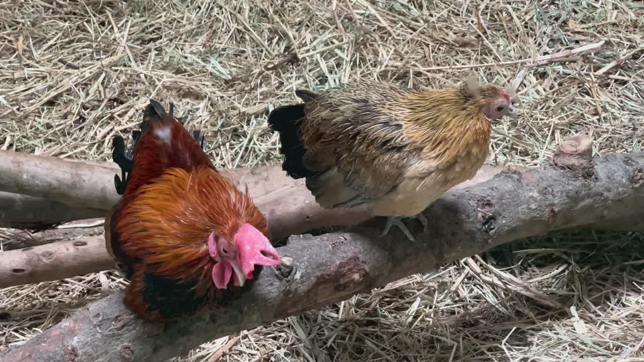 Two bantam chickens perched on wooden branch in straw-covered coop. Close-up farm animal photo showing rooster and hen behavior. Poultry and rural livestock concept for design and print