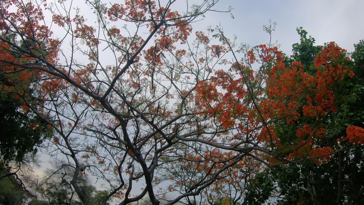 árbol de flores rojas en asia disparado desde abajo