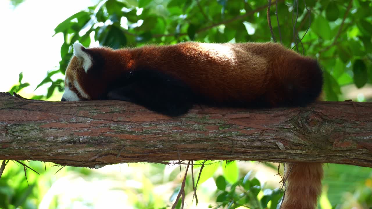 Primo piano di un simpatico panda rosso (Ailurus fulgens) appoggiato su un ramo di un albero in una giornata tranquilla