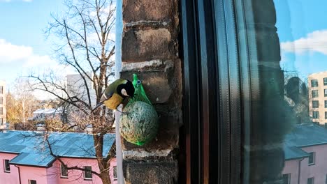 a beautiful great tit feeds on fat ball, slow motion close up