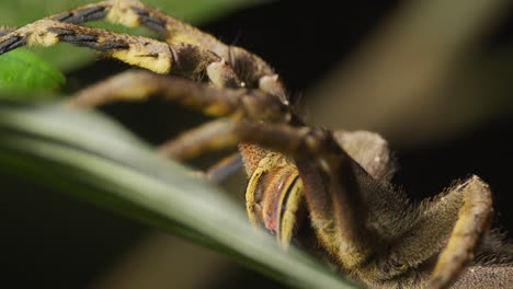 close up of brazilian wandering spider motionless on leaf, amazon rainforest