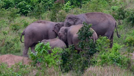 Los-Elefantes-Asiáticos-Son-Especies-En-Peligro-De-Extinción-Y-También-Son-Residentes-De-Tailandia