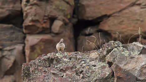 Cute-pigeon-fluffs-feathers,-grooms-itself-on-rock-in-afternoon-breeze