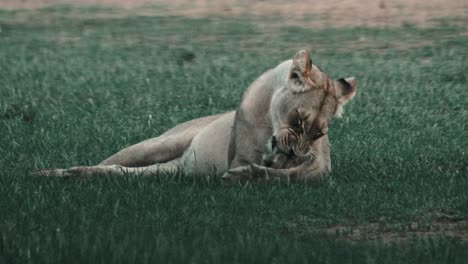 pregnant, female, lioness resting on green grass, grooming herself and being playful