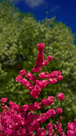 las flores rosas en primavera