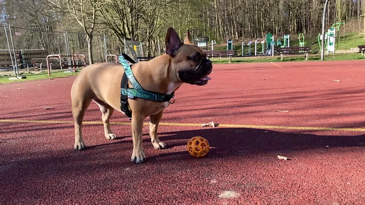 Small french bulldog stands on the pitch next to the orange ball, have open muzzle slow motion