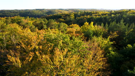 large trees with beautiful golden yellow colored leaves in the hilly landscape of witmino in gdynia