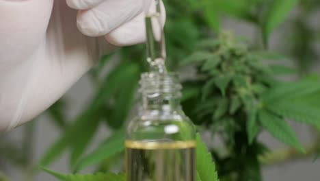 hemp oil research. researching cannabis for use in medicine, collecting data. cannabis plant cultivation.