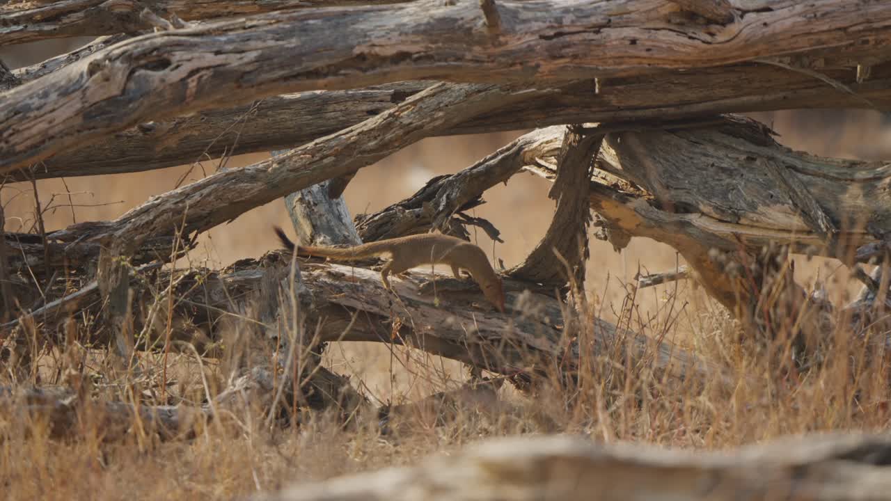Una mangusta snella si aggira lungo un ramo secco, poi si ferma e fissa intensamente, vista attraverso l'erba alta e secca nel Parco Nazionale Kruger, Sudafrica. Comportamento della fauna selvatica, scena di safari.