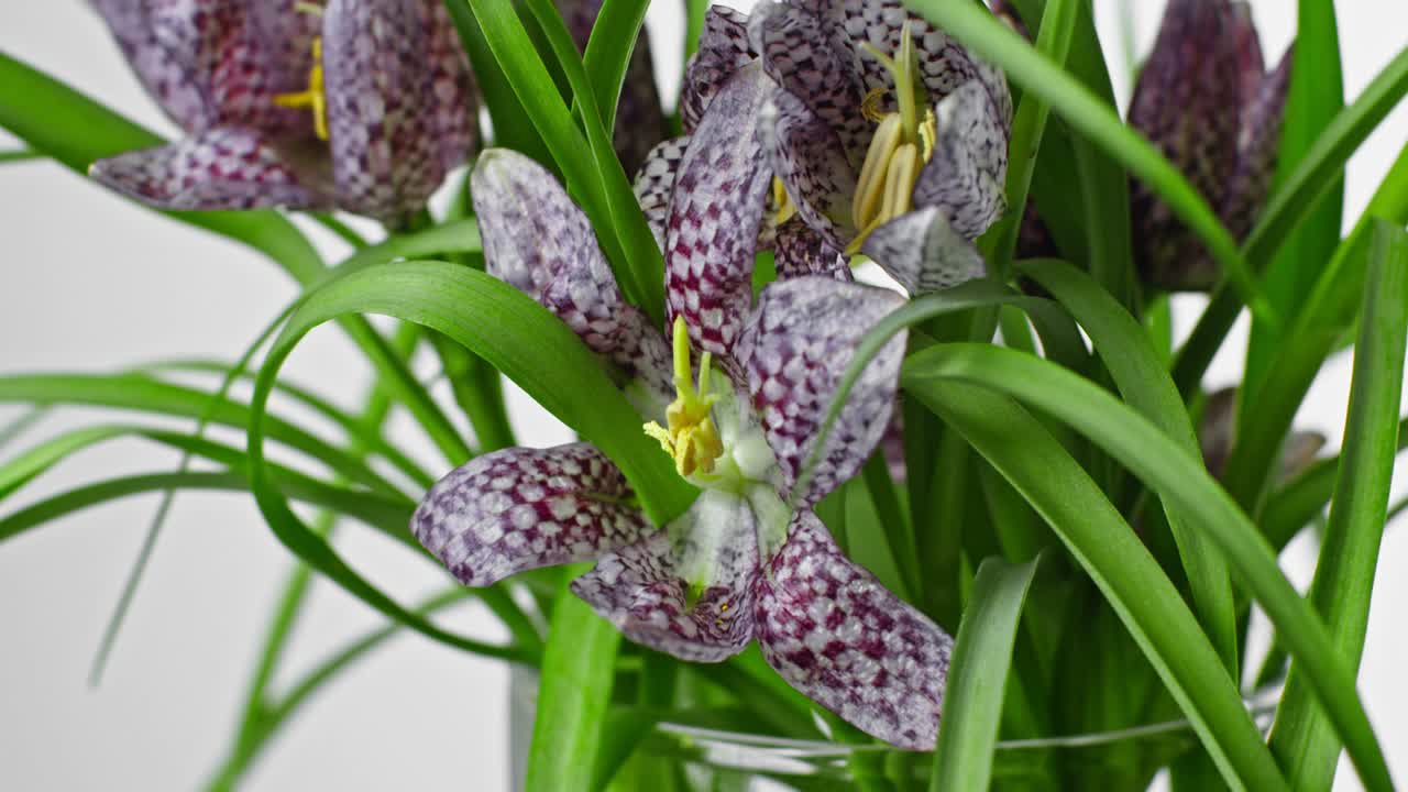 색 뒷면에 알스트로메리아 꽃의 꽃줄기: 섬세한 색의 봄 꽃 뒷면: 알스트로마리아 꽃줄기가 근접.