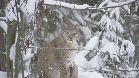 graceful eurasian lynx staring with piercing gaze amidst winter forest - long medium shot