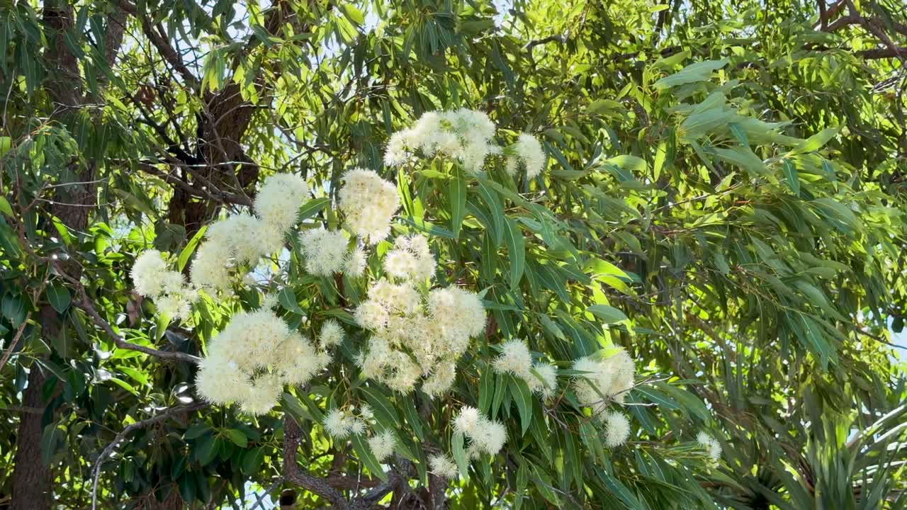 Fiori di eucalipto bianco e fogliame verde ondeggiano dolcemente alla luce naturale del sole all'aperto