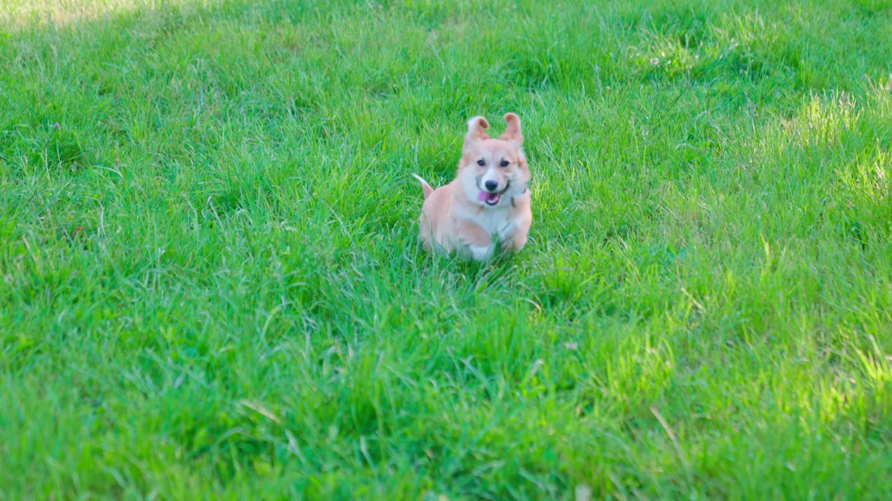 Playful Corgi Dog Running Through Lush Green Grass