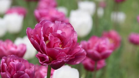 hermosos tulipanes rosados y blancos en flor