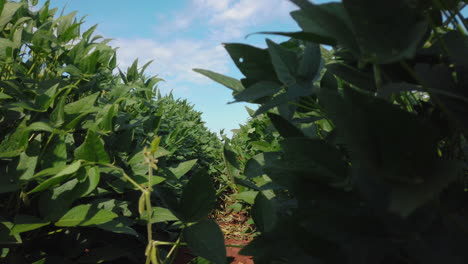 caminando dentro de la plantación de soja